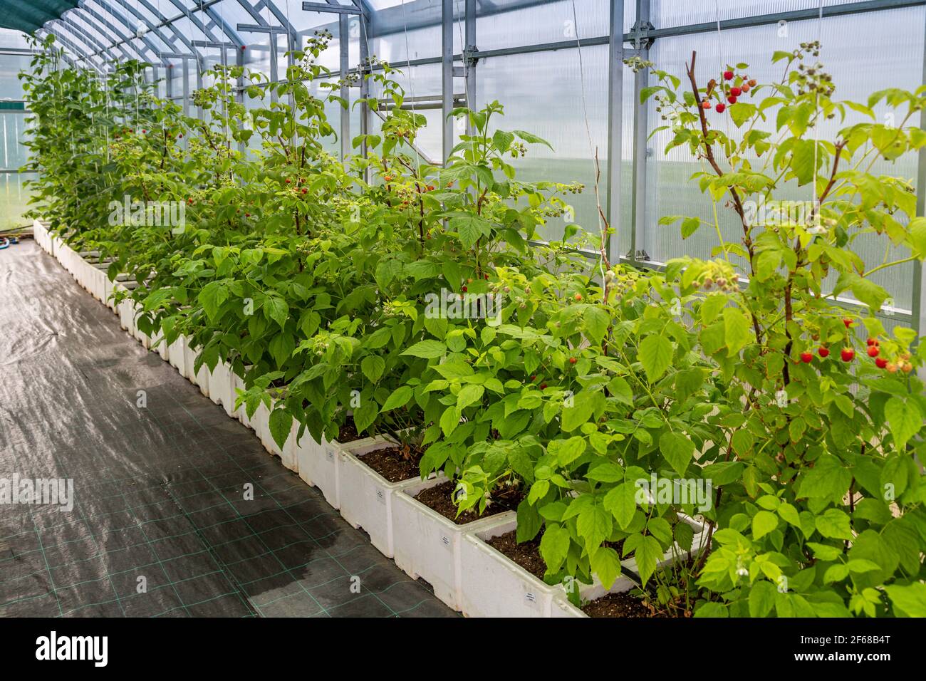 Cultivo de frambuesa, planta madre de frambuesa en un invernadero. Plantas  de frambuesa creciendo en un invernadero Fotografía de stock - Alamy
