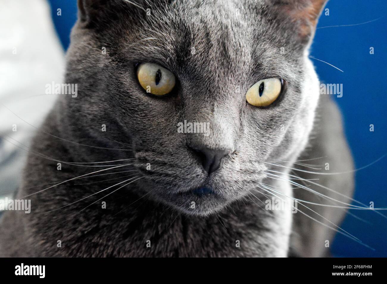 Hermoso gato gris en el interior Foto de stock