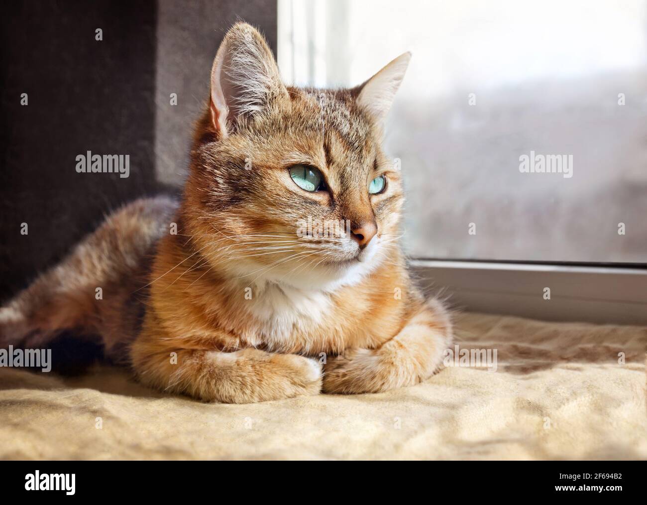 Primer plano retrato de un hermoso gato doméstico en casa Fotografía de  stock - Alamy