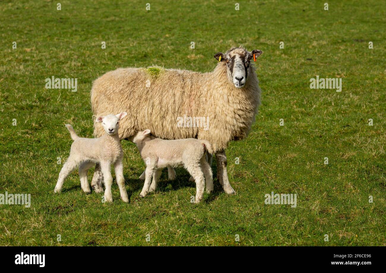 La oveja Swaledale con sus corderos gemelos recién nacidos en primavera, se paró en pastos verdes. Un cordero se alimenta de su madre. Concepto: La l de una madre Foto de stock