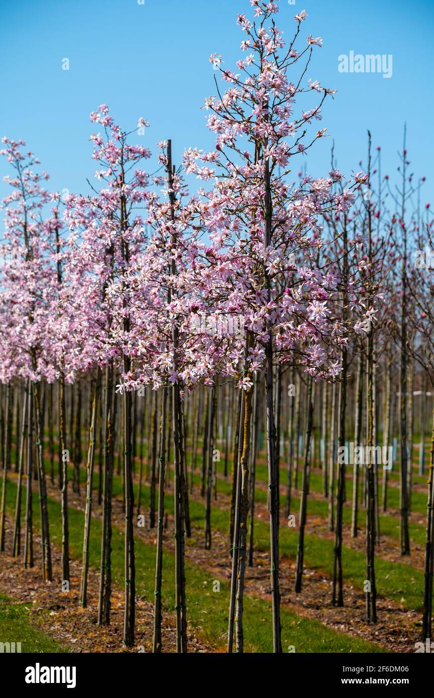 Los árboles de magnolia rosa jóvenes en flor crecen en la plantación en la  granja de viveros de árboles en Brabant del Norte, Holanda en el día  soleado Fotografía de stock -