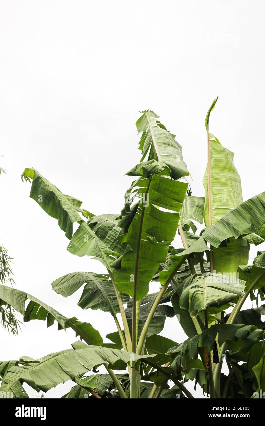 grandes hojas de plátano verde de árbol de palma exótico sobre fondo