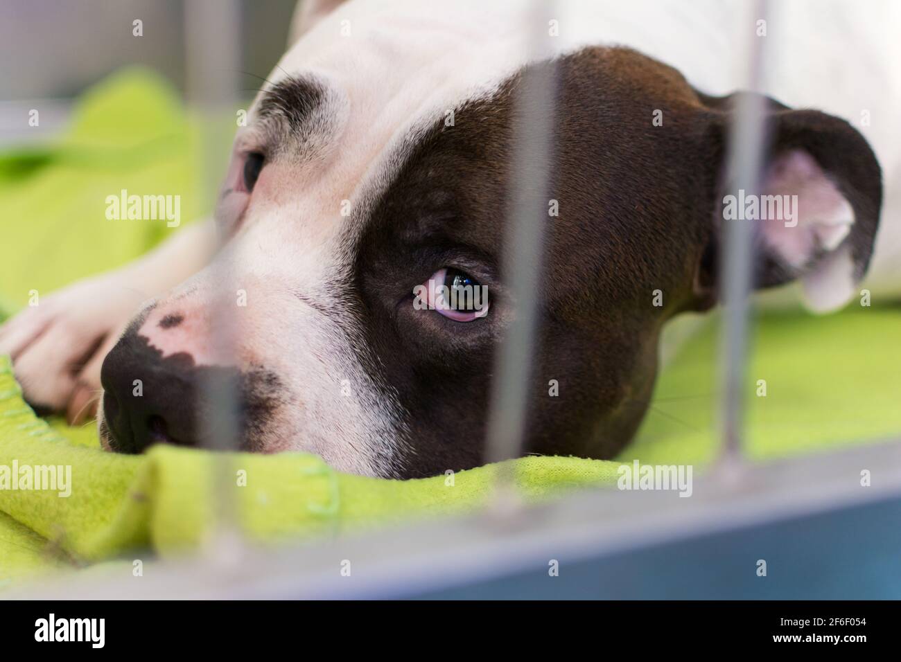 Mi Perro Llora Después De La Anestesia el perro se está recuperando después de la anestesia en la jaula la