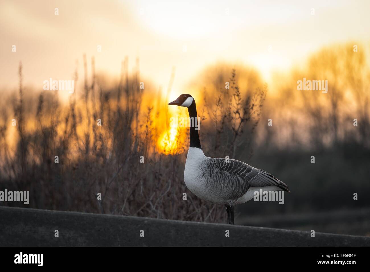 Hermoso ganso canadiense de pie cerca del lago al atardecer durante el dorado hora sol sol luz brillante a través de los árboles reserva natural amanecer Foto de stock