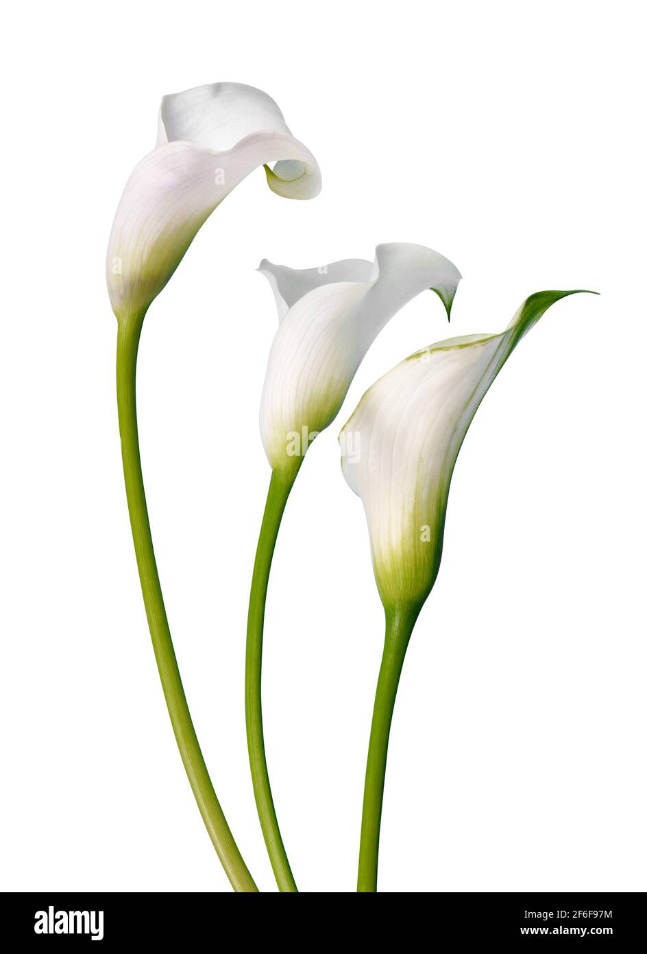 Hermosas flores blancas Calla aisladas sobre un fondo blanco. Foto de stock