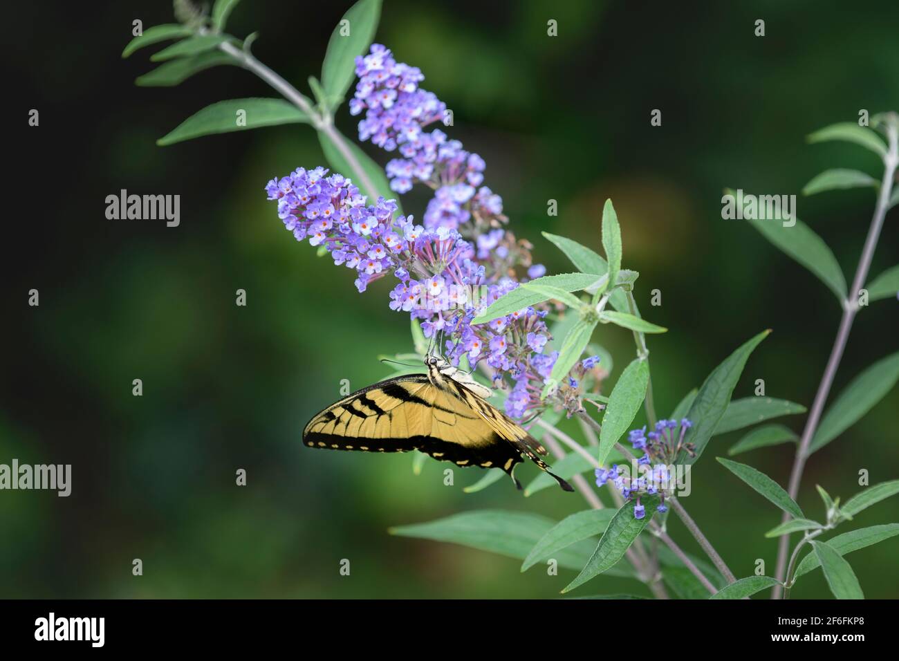 Este Tiger Swallowtail alimentación arbusto de mariposas Foto de stock