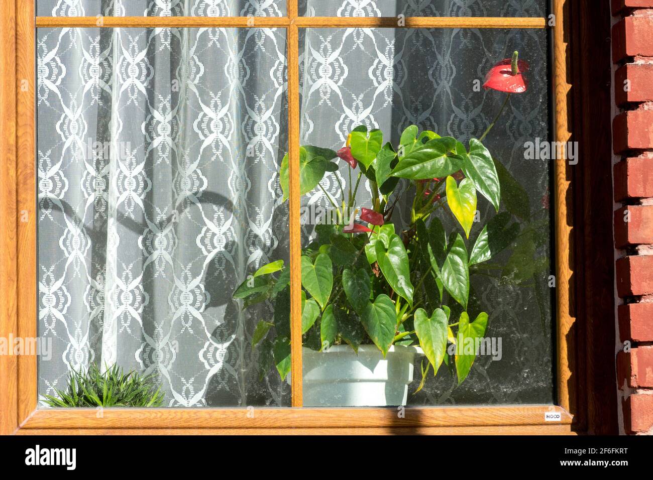Anthurium casa planta en maceta en alféizar, cortina de ventana no persona Foto de stock