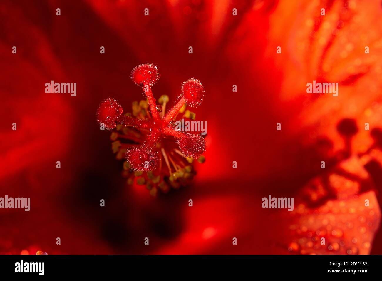 Makroaufnahme einer Hibiskusblüte mit einem 105 mm Makroobjektiv. Foto de stock