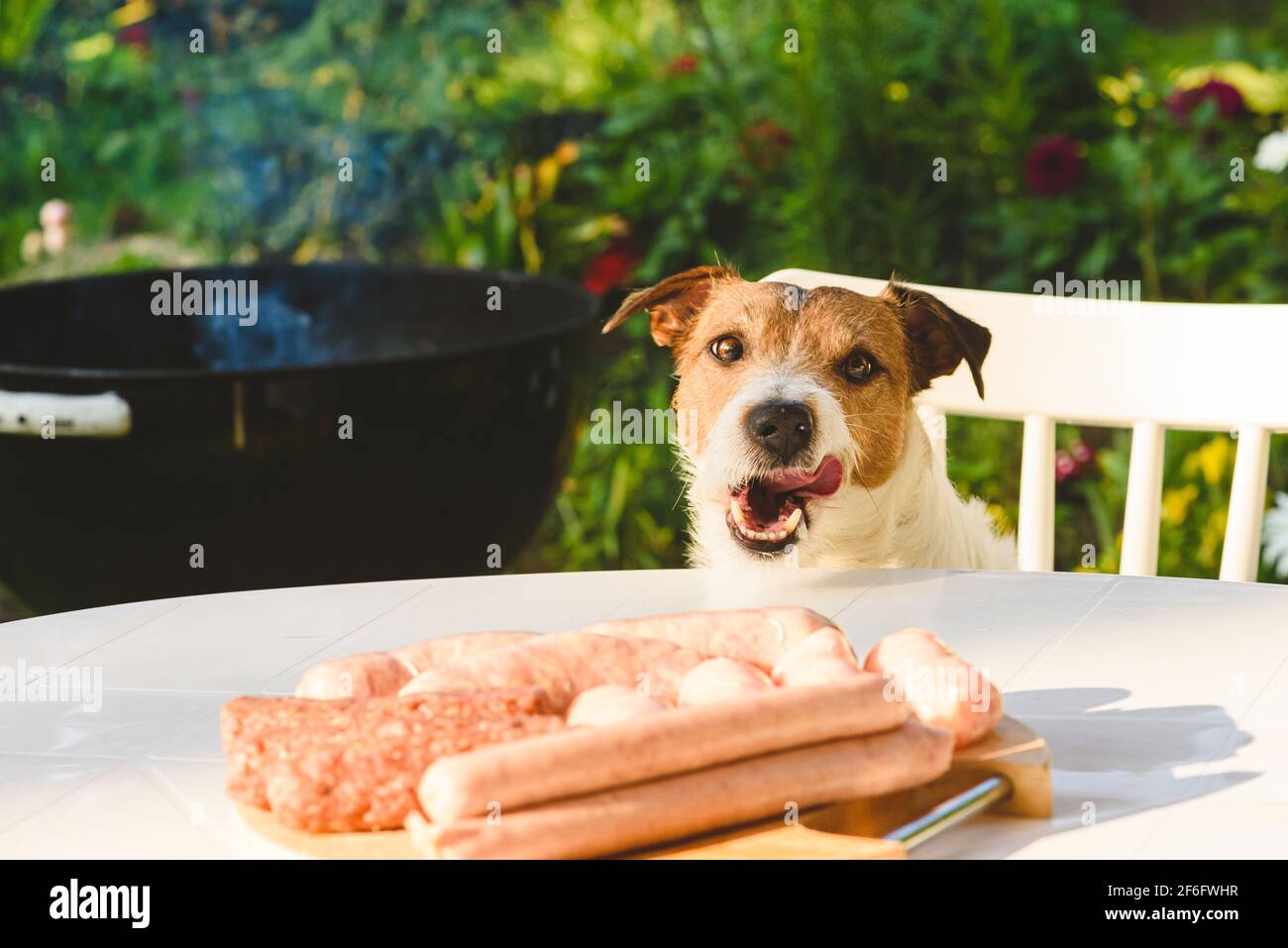 Dog stealing meat fotografías e imágenes de alta resolución Alamy