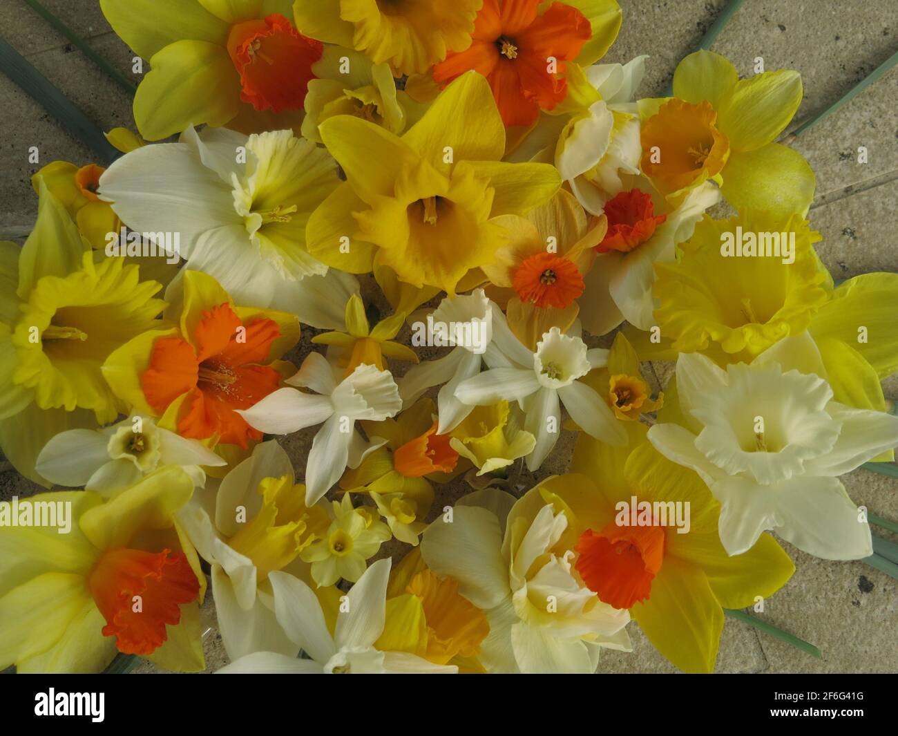En el lenguaje de las flores, el narciso tiene muchos significados  simbólicos: Buen ánimo, respeto, renacimiento, un presagio de muerte, pero  también Buena suerte Fotografía de stock - Alamy