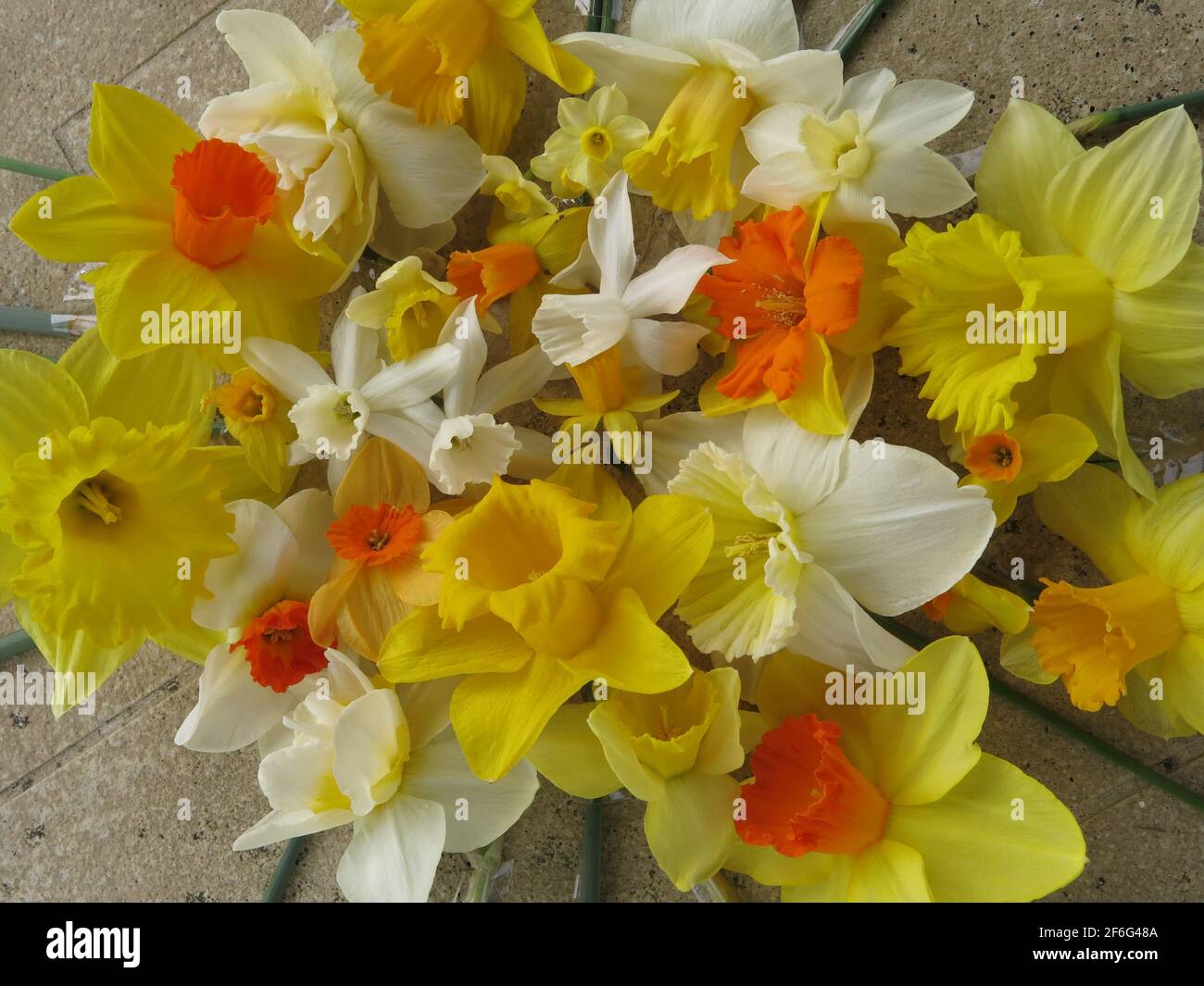 En el lenguaje de las flores, el narciso tiene muchos significados simbólicos: Buen ánimo, respeto, renacimiento, un presagio de muerte, pero también Buena suerte Fotografía de stock - Alamy En el lenguaje de las flores, el narciso tiene muchos significados simbólicos: Buen ánimo, respeto, renacimiento, un presagio de muerte, pero también Buena suerte Fotografía de stock - Alamy