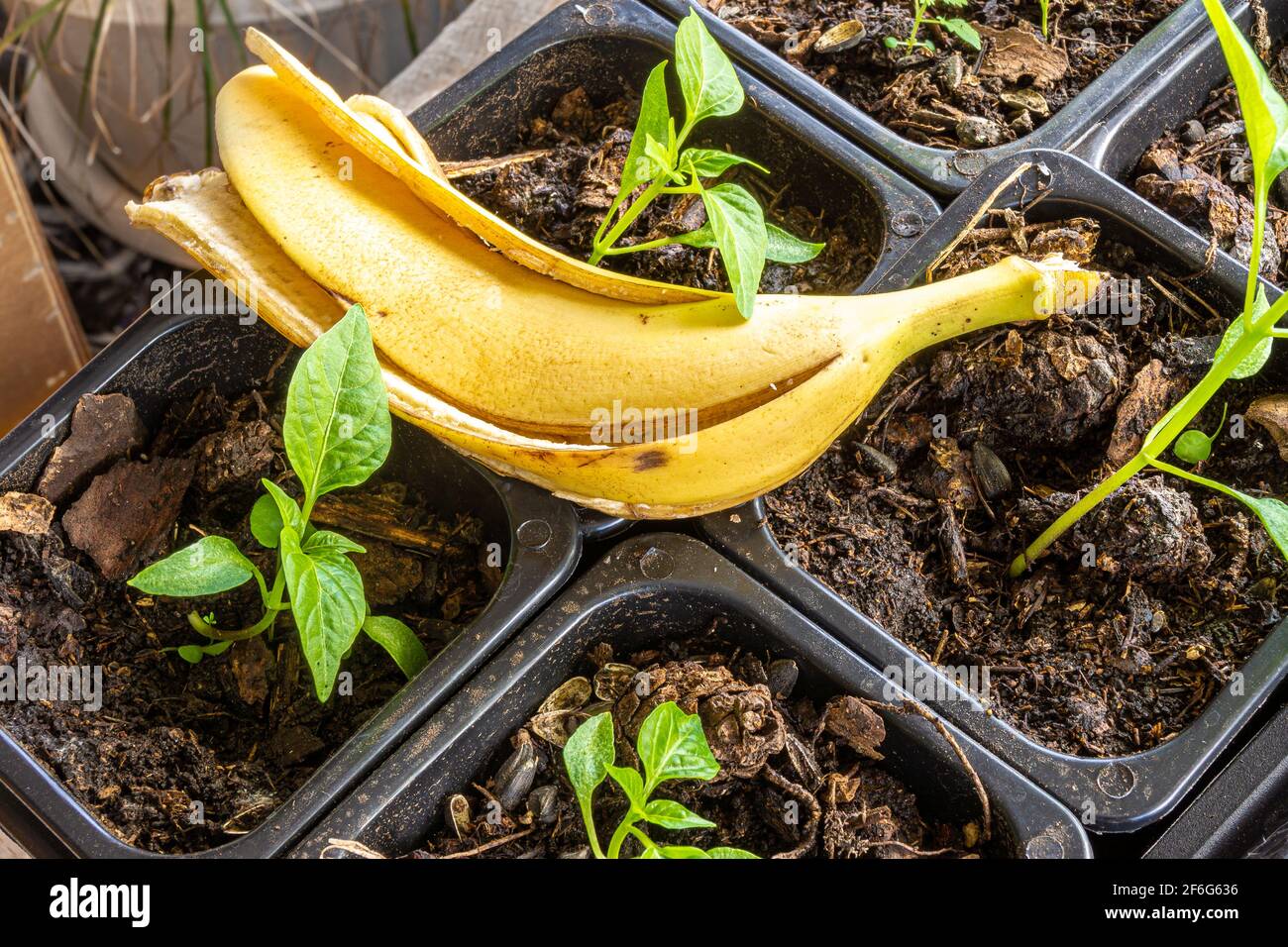 la cáscara de plátano como fertilizante para las plántulas de capsicum para  la alimentación con fertilizantes orgánicos potasa Fotografía de stock -  Alamy