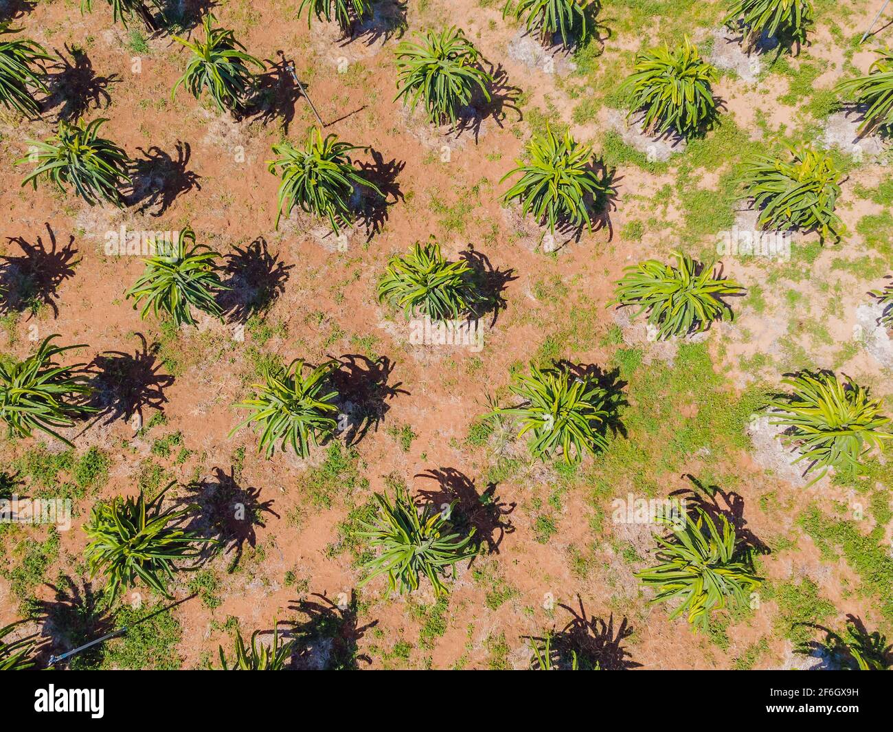 Las frutas del dragón crecen en filas uniformes en el jardín. Vista aérea desde el drone Foto de stock