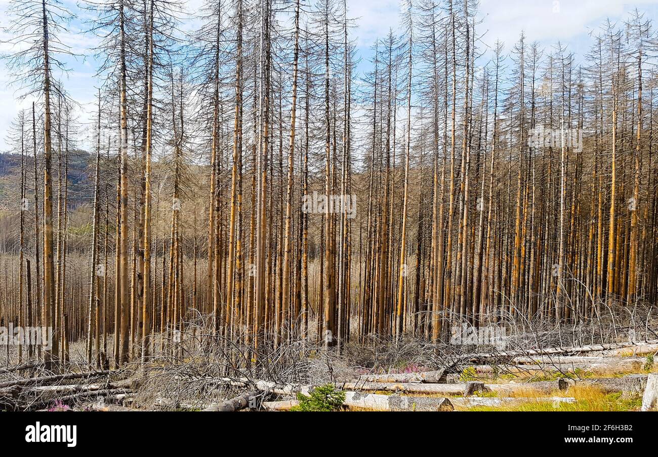 Parque nacional bosque de resina mueren árboles muertos árbol gris marrón, picea coníferas coníferas árboles montañas, cadena baja naturaleza de vacaciones Foto de stock