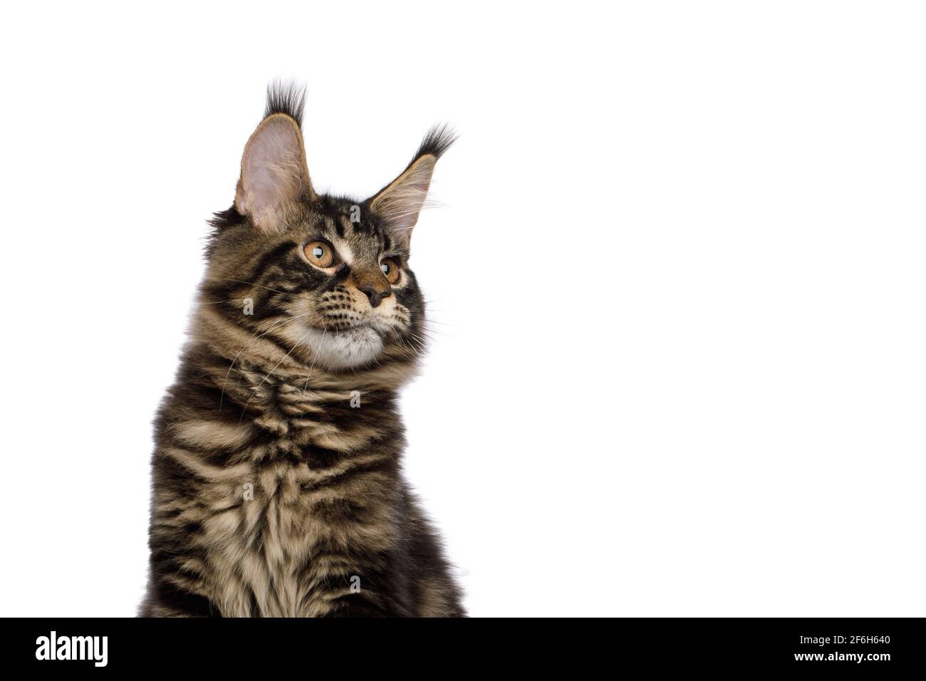 Retrato de gato de Maine Coon mirando al lado aislado sobre fondo blanco, vista de perfil Foto de stock