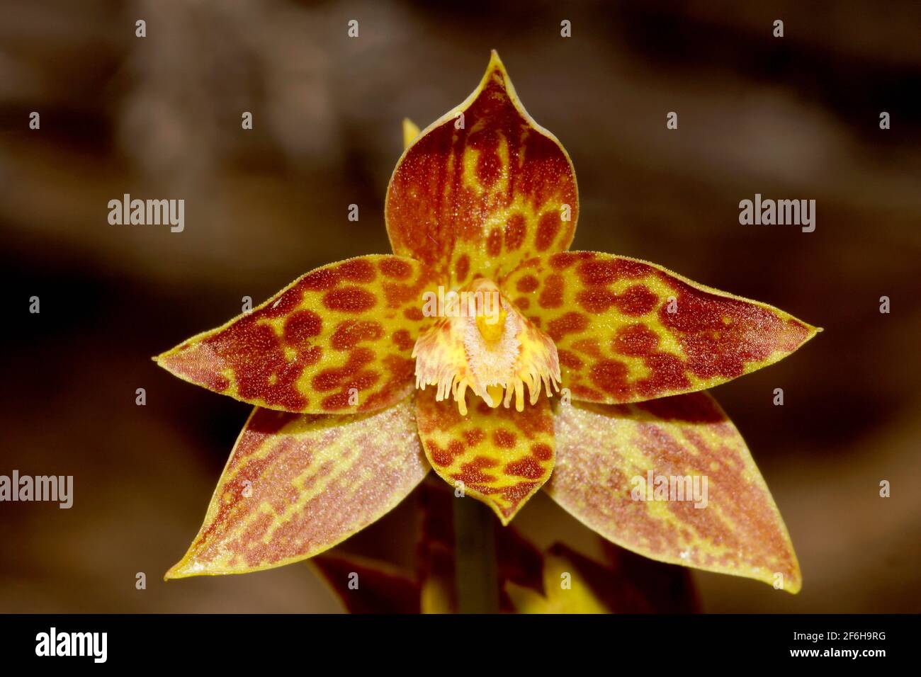 Orquídea leopardo fotografías e imágenes de alta resolución - Alamy