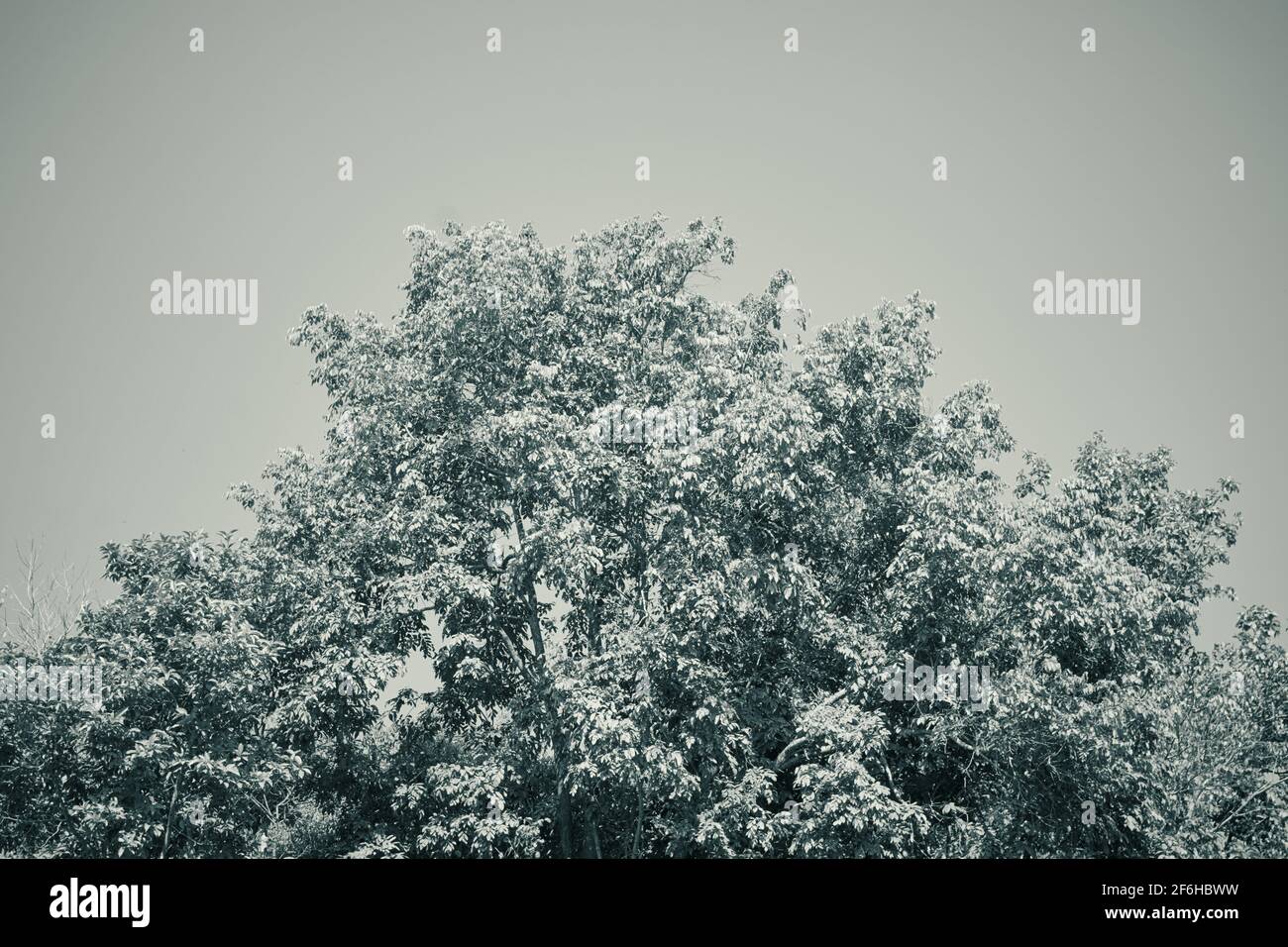 Árbol Blanco y Negro con Luz Solar Natural en el Cielo Fondo en el marco central Foto de stock