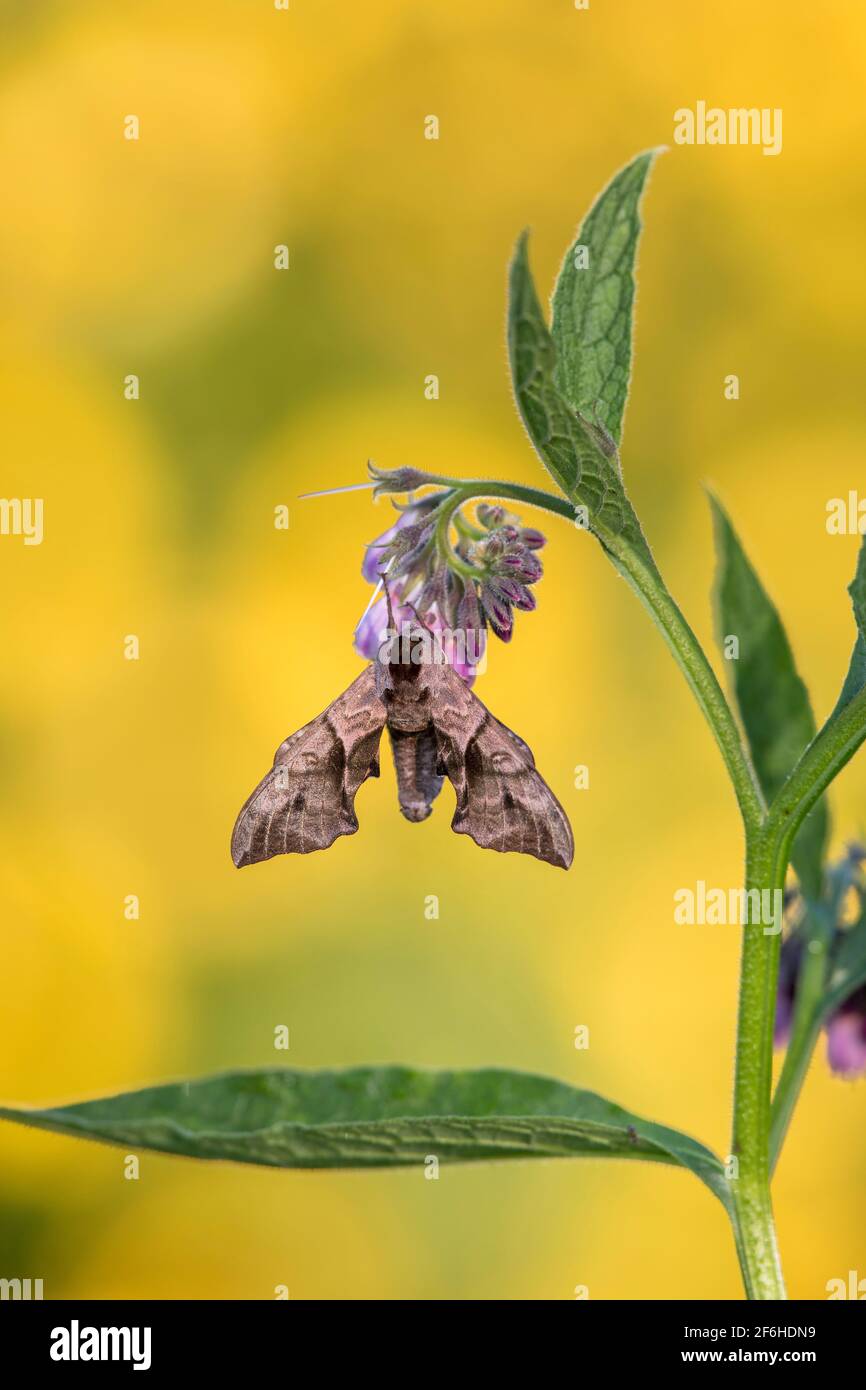 Eyed Hawk Moth; Smerinthus ocellatus; sobre Comfrey; Reino Unido Foto de stock