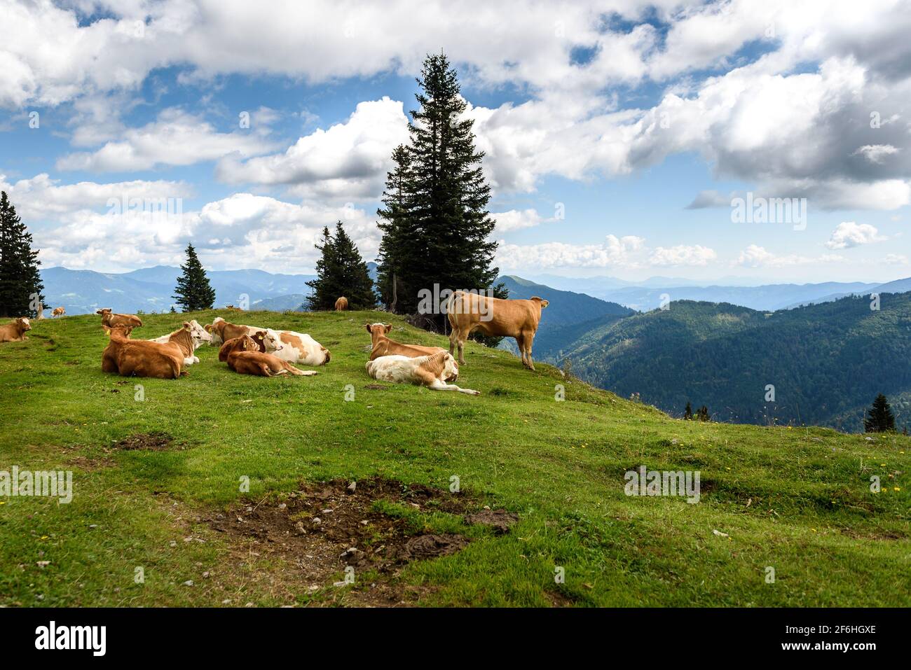 Vacas de ganado de rango libre en pastos verdes de alta montaña. Cría orgánica en la temporada de verano en Velika Planina, Eslovenia Foto de stock