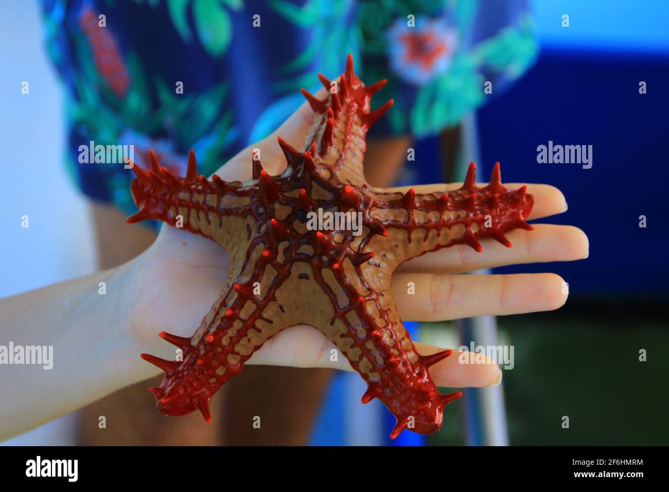 Macro imagen de un pez estrella roja/estrella de mar en manos de una chica sentada en un barco - Seychelles, África Foto de stock