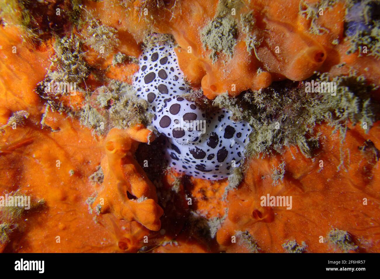 Slug de mar punteado (Peltodoris atropaculata) Foto de stock