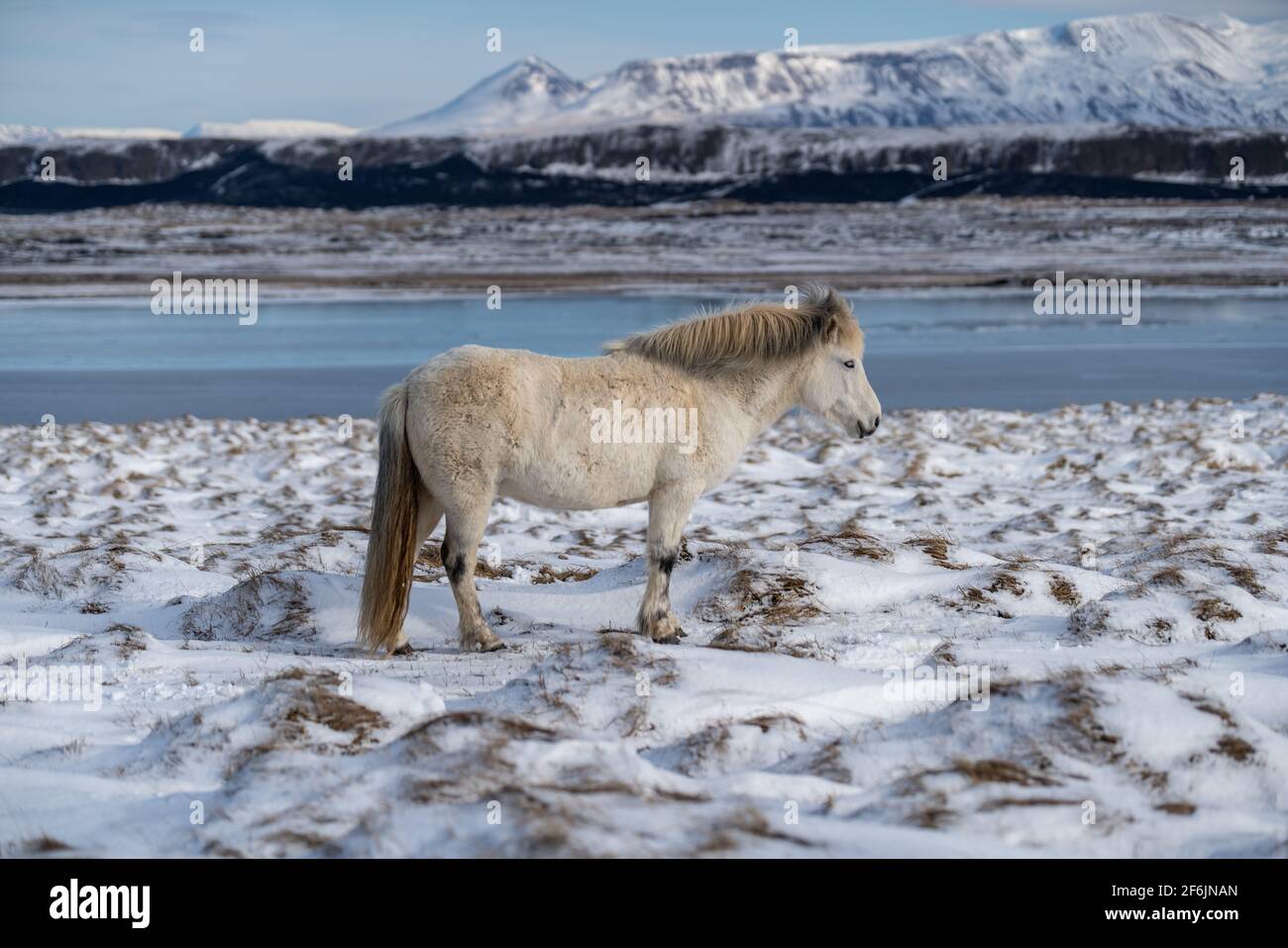 Caballos islandeses. El caballo islandés es una raza de caballo creada