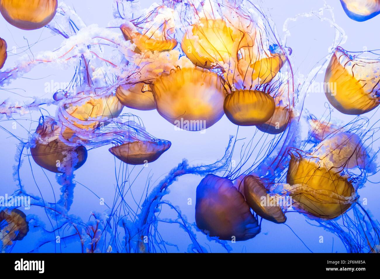 Chrysaora fuscescens es una escifozoa flotante común que vive en el Océano Pacífico, y es comúnmente conocida como la ortiga del Mar del Pacífico o Oeste Foto de stock