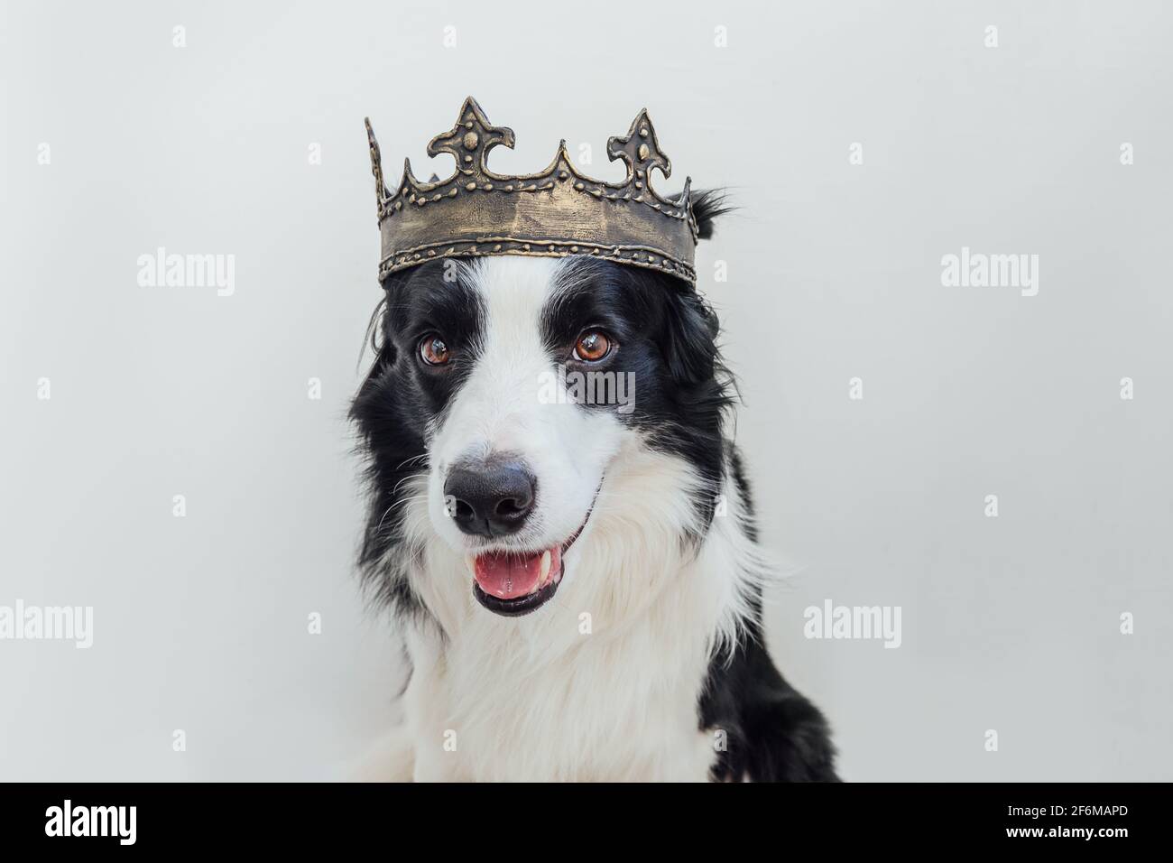 Lindo perro cachorro con cara graciosa borde collie llevando corona de rey  aislado sobre fondo blanco. Retrato divertido de perro en traje real en  carnaval o hallo Fotografía de stock - Alamy