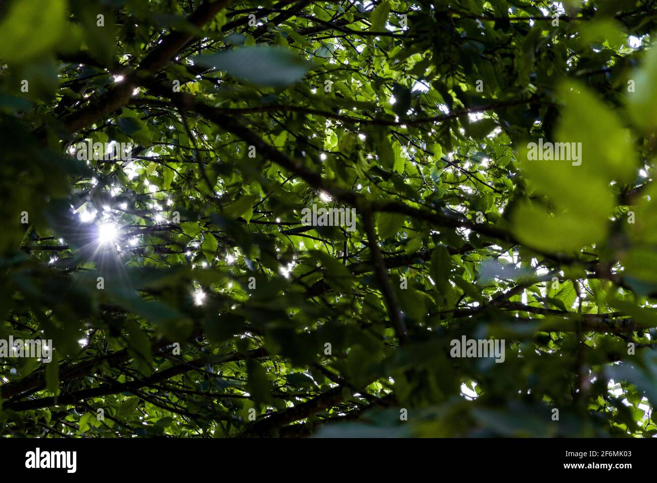Detalle de las habas de sol que brillan a través de las hojas de árbol verde y. ramas Foto de stock