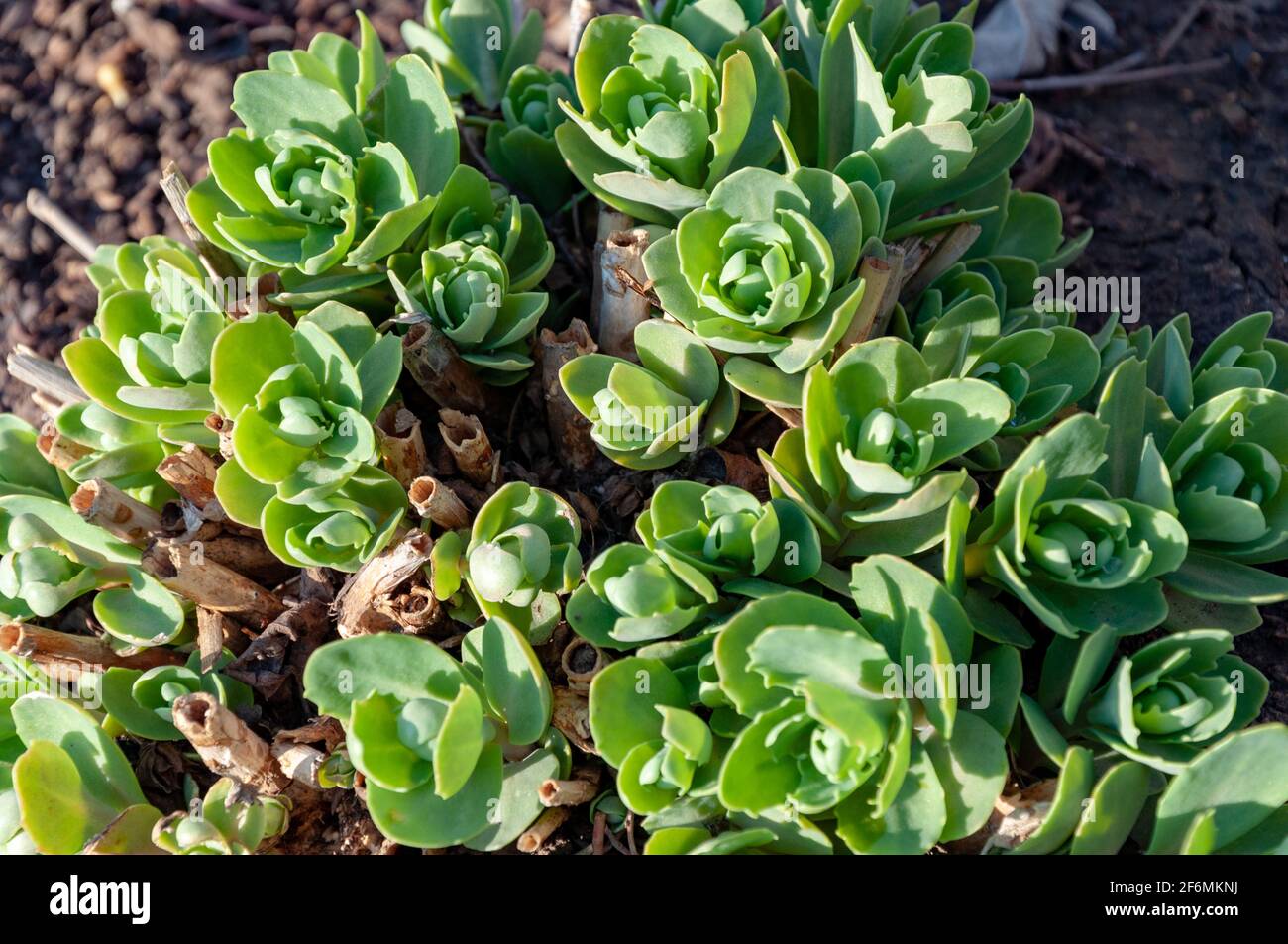 Sedum sediforme en el medio silvestre, cultivado como plantas de jardín de bajo mantenimiento. Foto de stock