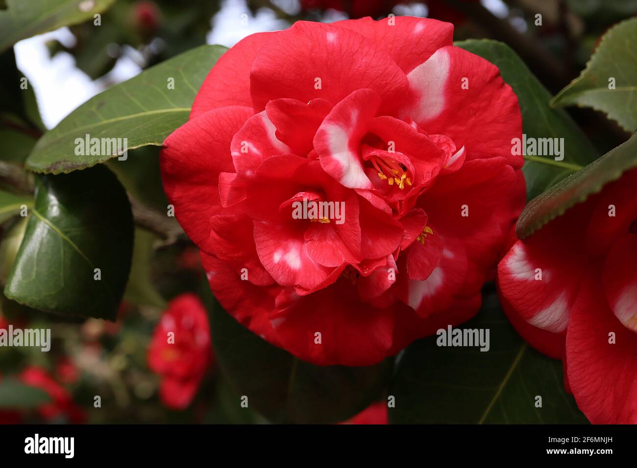 Camellia japonica «Adolphe Audusson Variegated» Camellia Adolphe Audusson – flor roja doble en forma de peonía con salpicaduras de blanco, abril, Inglaterra, Reino Unido Foto de stock