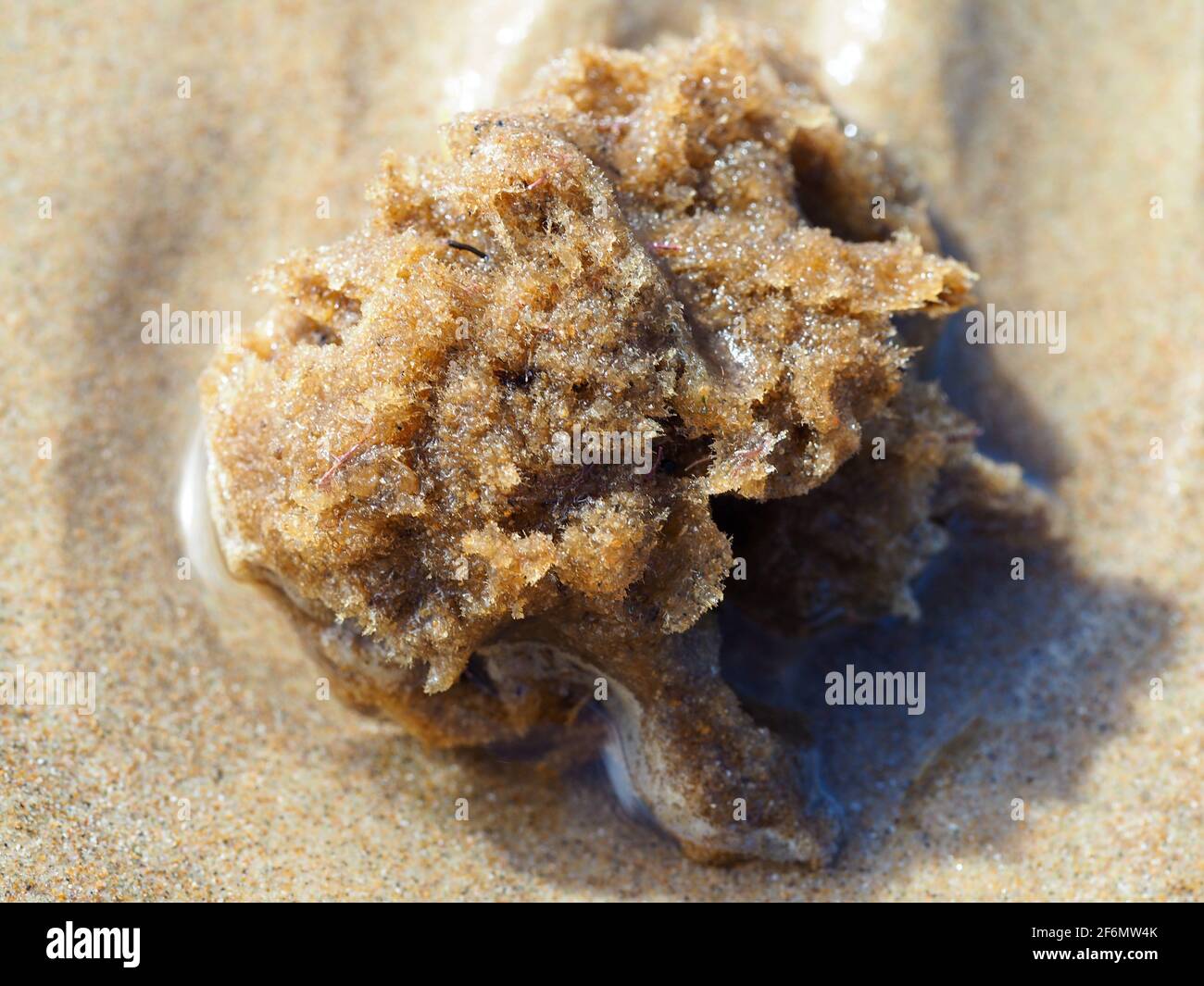 Una esponja de mar en la playa de arena en un pequeño piscina de agua Foto de stock