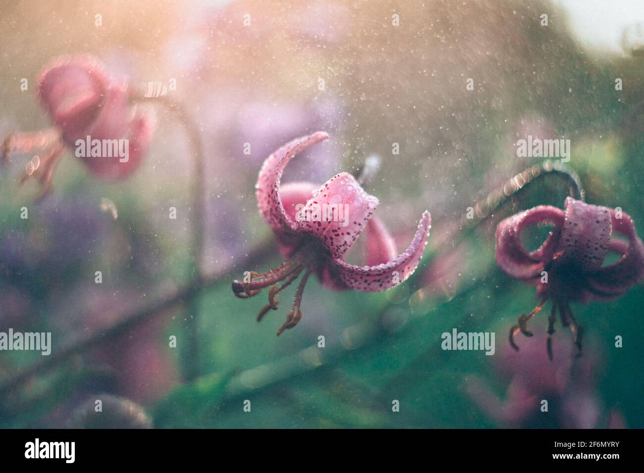 bosque lirio fotografiado en un lente vintage con hermoso bokeh. Flores con gotas sobre un fondo borroso. Foto de stock