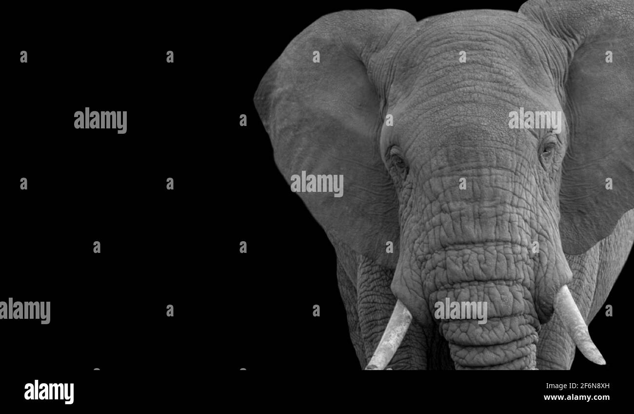 Feliz Elefante Cara de primer plano en fondo negro Foto de stock