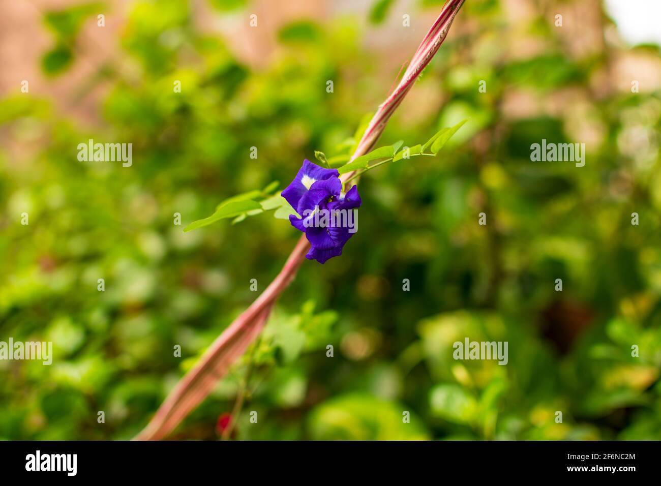 Azul indico Aparajita Flor también conocida como Pigeonwings asiáticos, vid azul campana, guisante azul, guisante mariposa, guisante cordofano y guisante Darwin Foto de stock