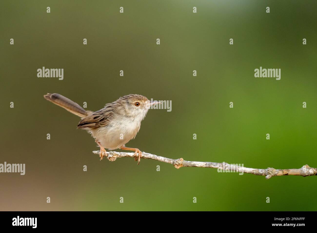 Female House Sparrow (Passer domesticus biblicus) encaramado en una rama, fotografiado en Israel en septiembre Foto de stock