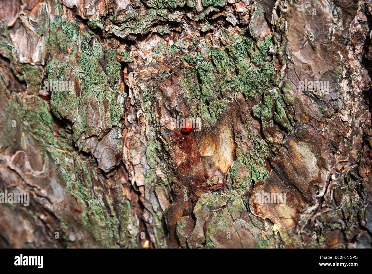 Ladybug en la corteza hermosa de pino. Concepto de destacar. Belleza natural. Foto de stock