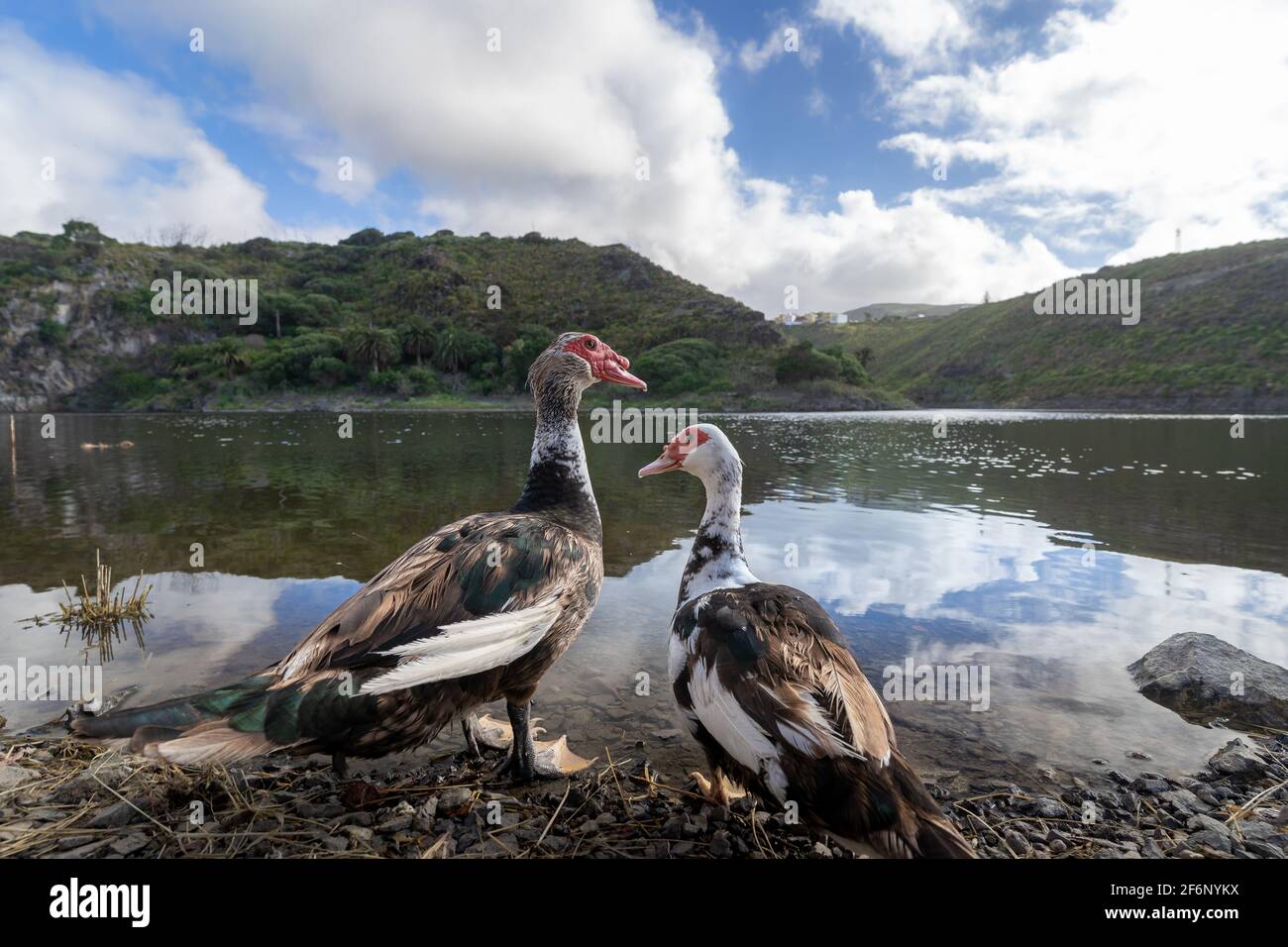 Pato. Las Palmas de Gran Canaria, Islas Canarias, España Fotografía de  stock - Alamy