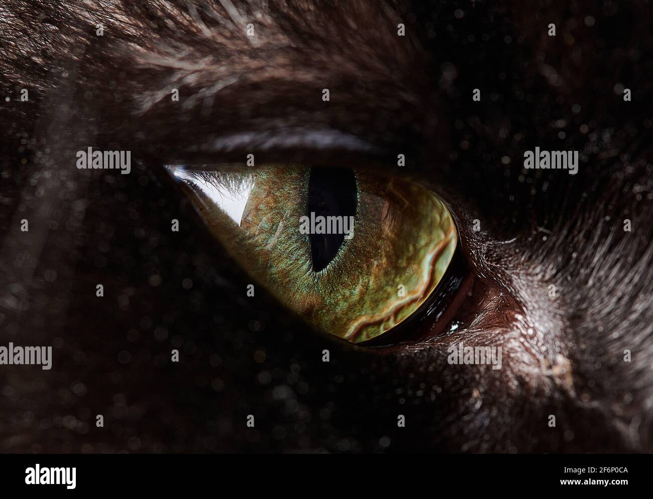 ojo de gato negro primer plano hermosa foto Foto de stock