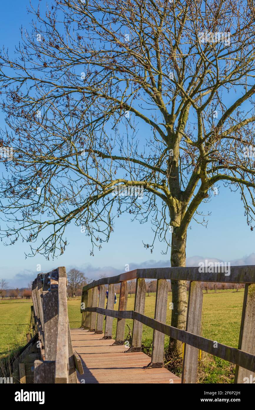 Escena rural holandesa con árbol y puente Foto de stock
