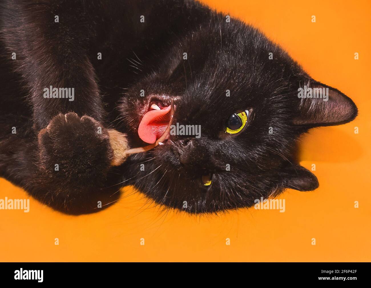 Un gato negro con la boca abierta y la lengua sostiene un ratón en sus patas, juega y muerde un roedor junto a la cola sobre un fondo naranja, de cerca. Foto de stock