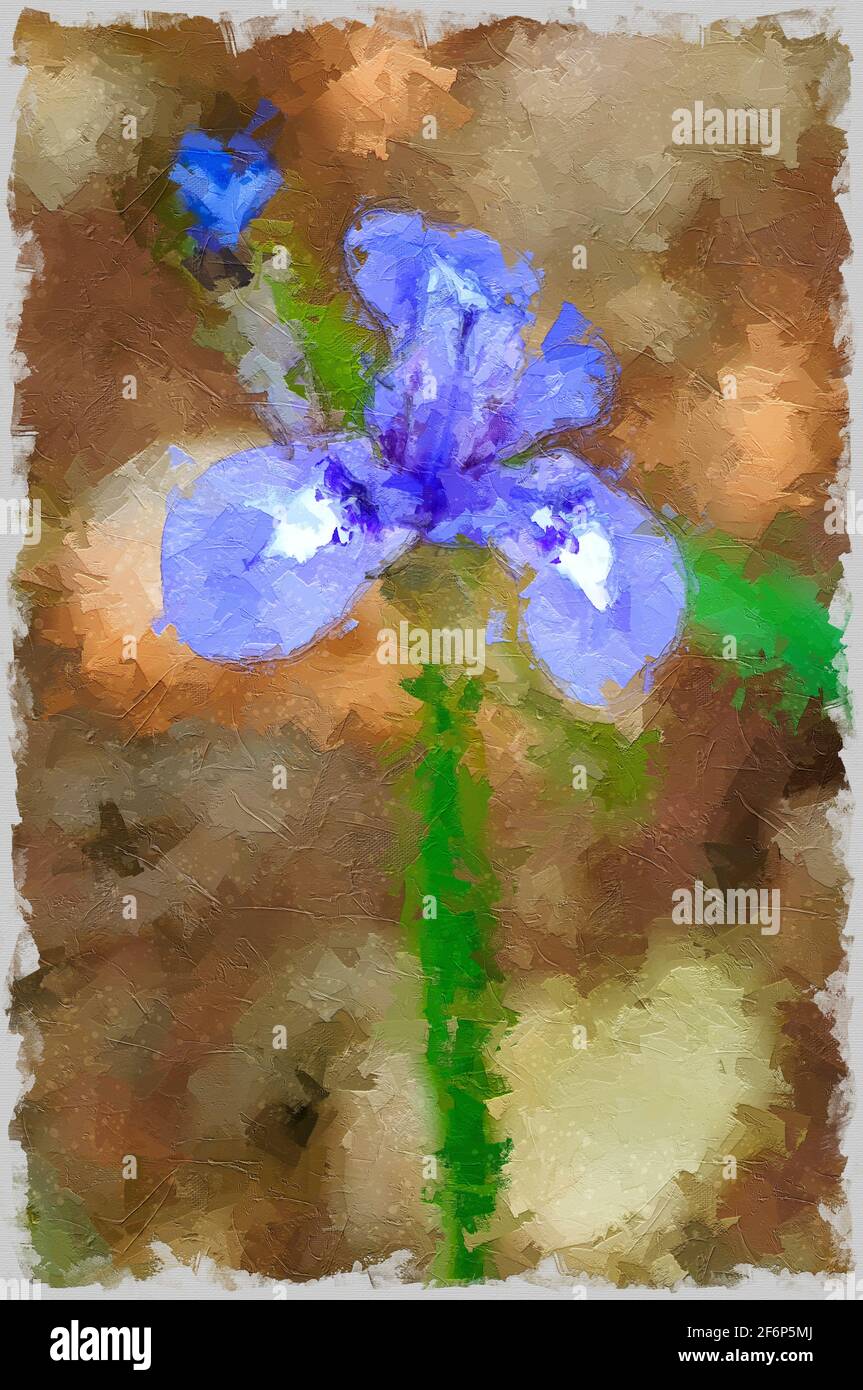 Imagen mejorada digitalmente de un Iris Azul o Barbary Nut, (Moraea sisyrinchium syn. Gynandriris sisyrinchium) fotografiado en Israel en marzo de un enano ir Foto de stock