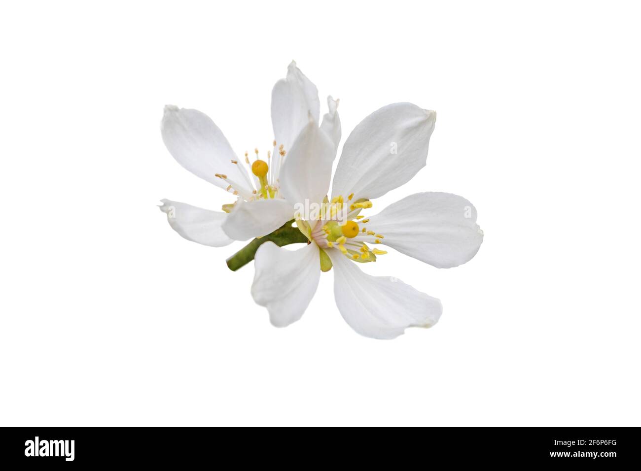 Flores blancas cítricas aisladas sobre blanco. Flor de naranja trifoliada. Flores de Poncirus trifoliata. Foto de stock