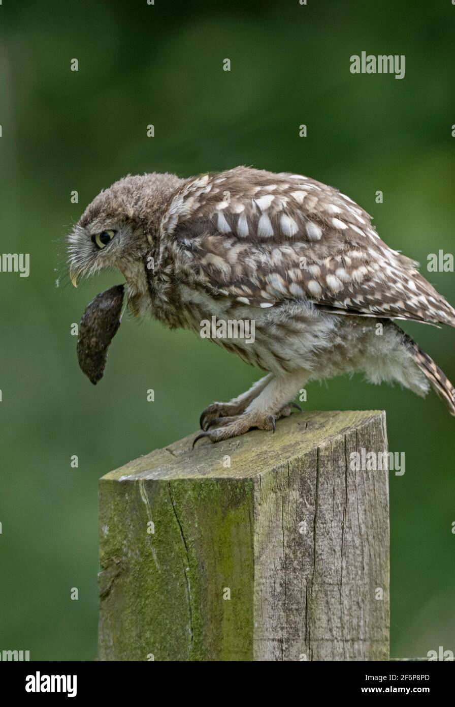 Little Owl, Athene noctua, tosiendo un pellet, Suffolk, verano Foto de stock