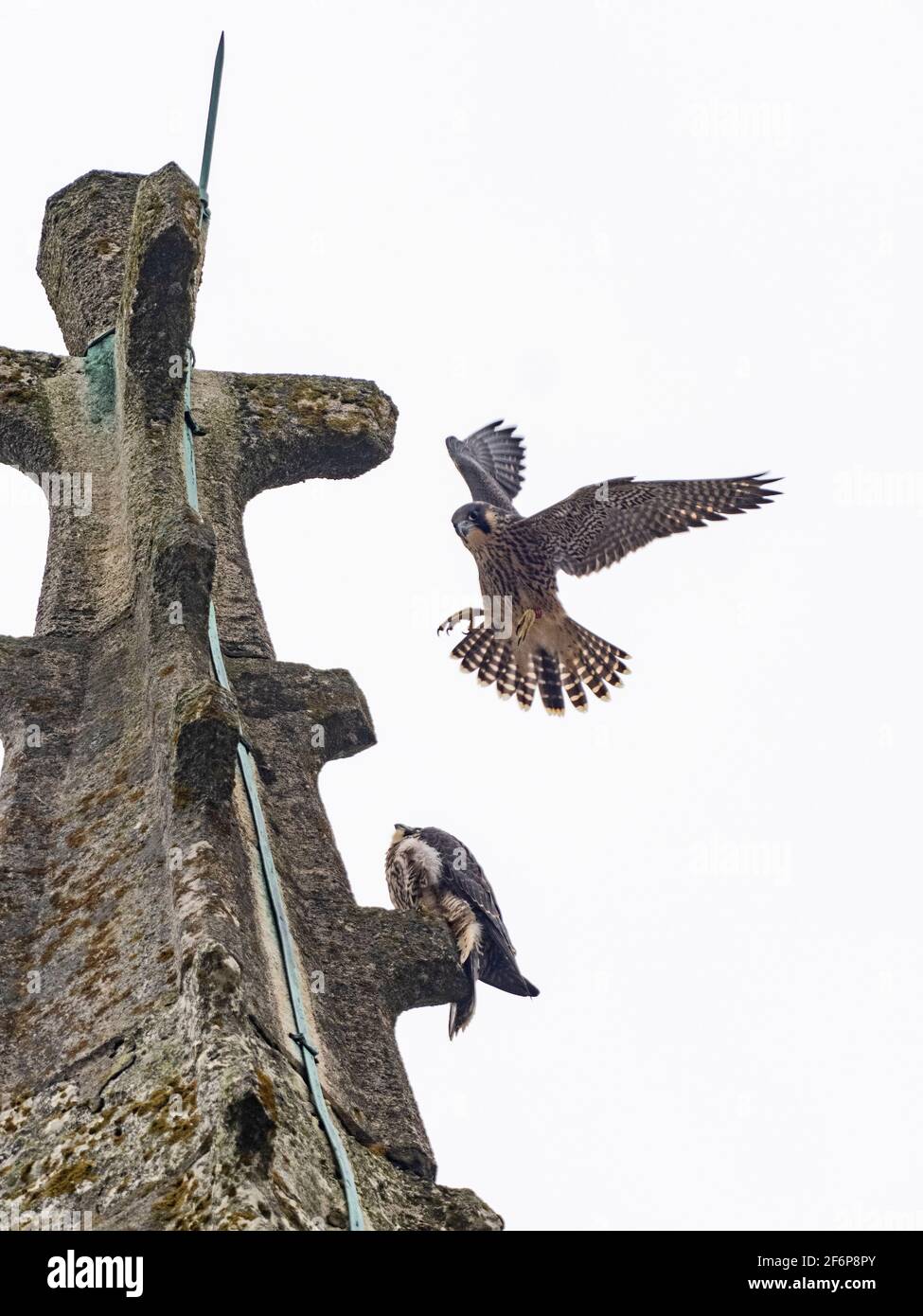 Halcón peregrino, Falco peregrinus, joven alrededor de la Iglesia Cromer, North Norfolk, verano Foto de stock