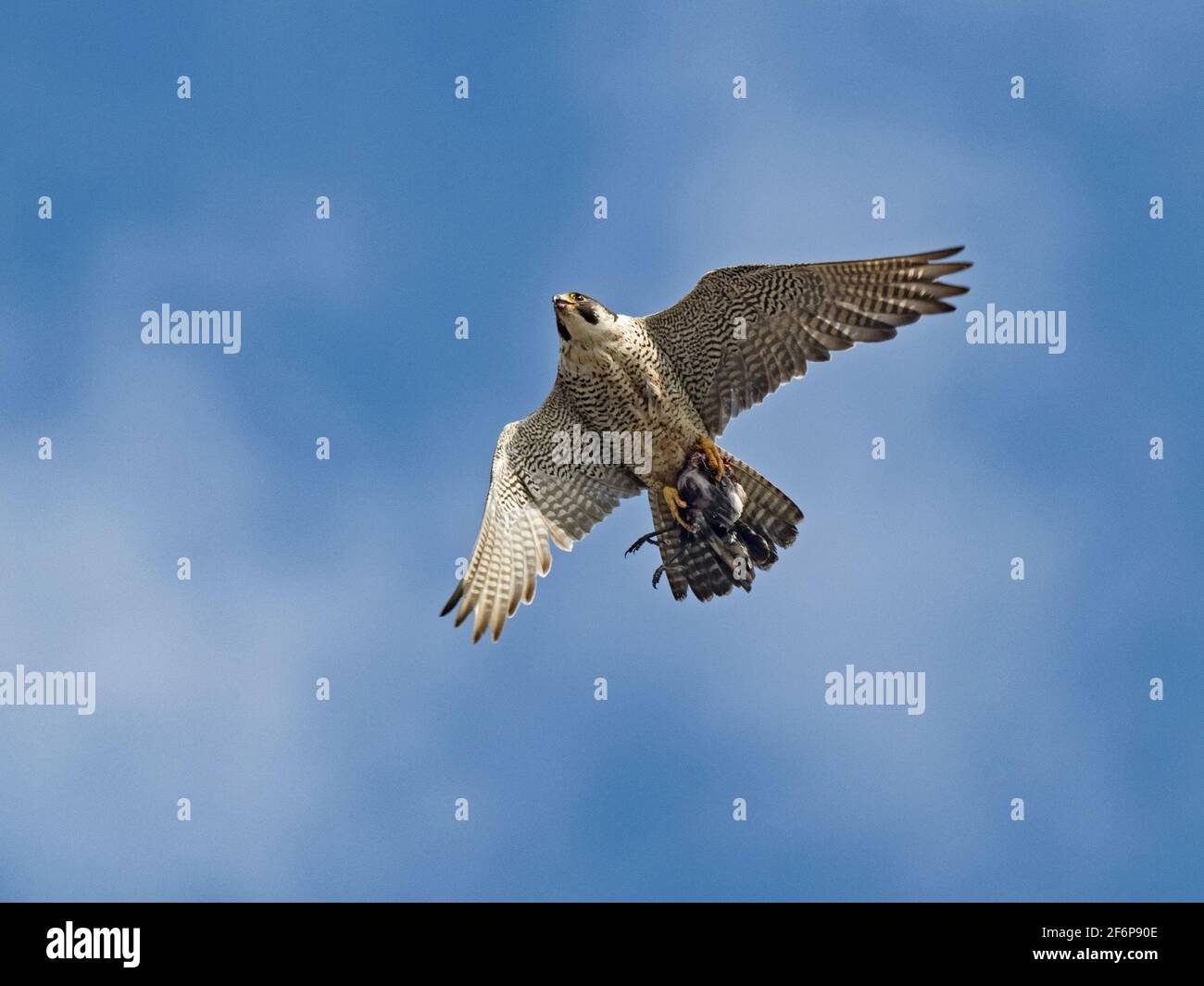 Peregrine Falcon, Falco peregrinus, adulto traer de vuelta la comida a los jóvenes alrededor de Cromer Iglesia, North Norfolk, verano Foto de stock