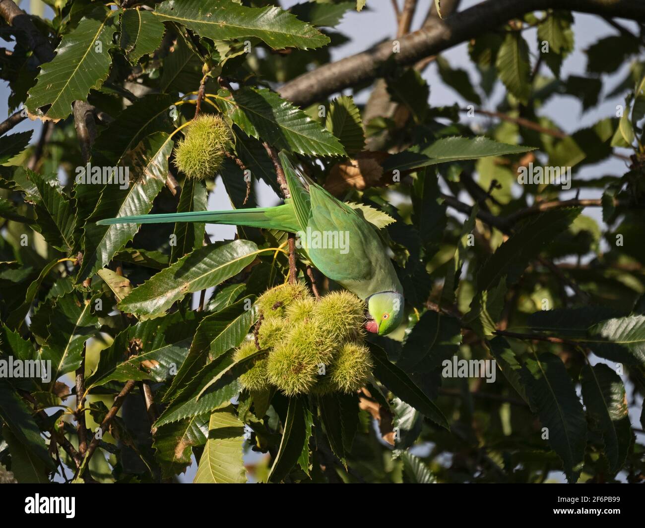 Parakeet, Psittacula krameri, alimentándose de castañas dulces en Bushy Park, Londres, otoño Foto de stock
