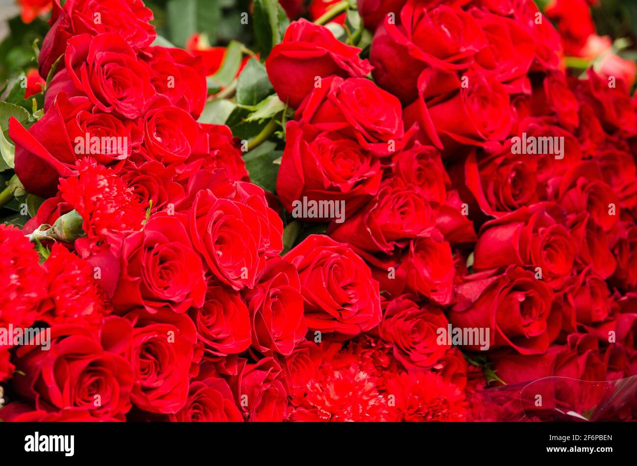Cuatro Flores Eternas Según su Significado en el Día de San Valentín