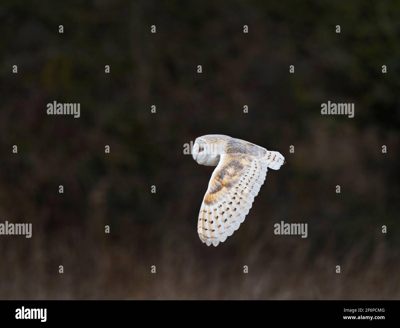 Granero Owl, Tyto alba, Cley, North Norfolk, marzo Foto de stock