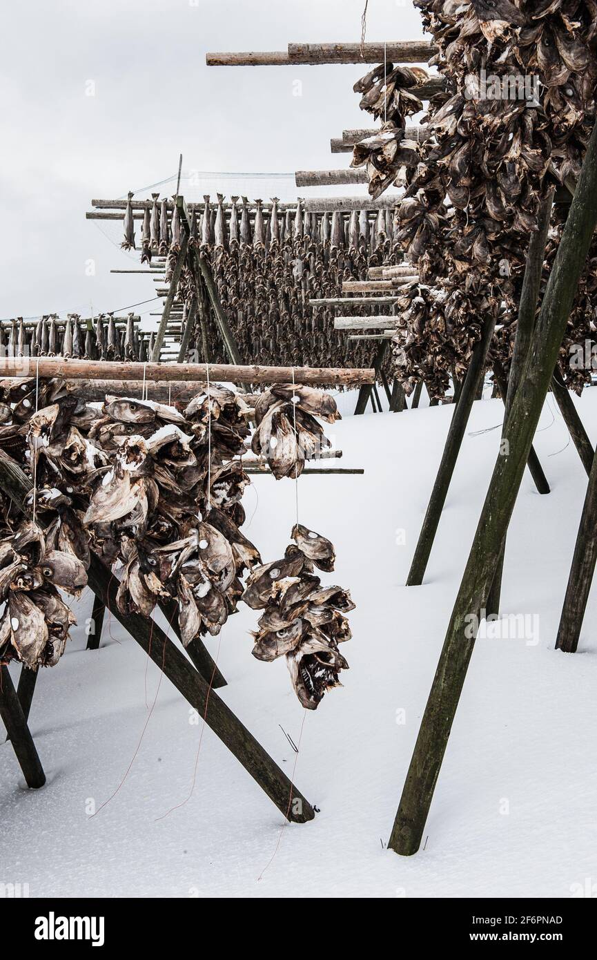 Tradicional stockfish colgando en patrón vertical en el estante de secado, Noruega. Foto de stock
